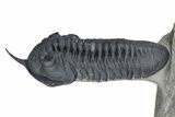 Gorgeous Morocconites Trilobite Fossil - Ofaten, Morocco #381556-3